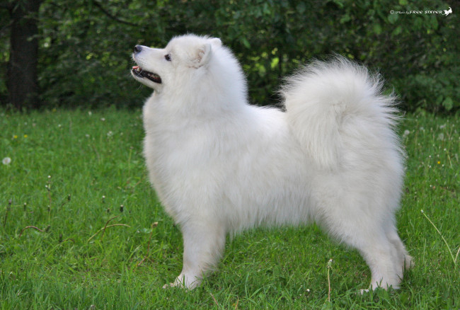 Обои картинки фото животные, собаки, собака