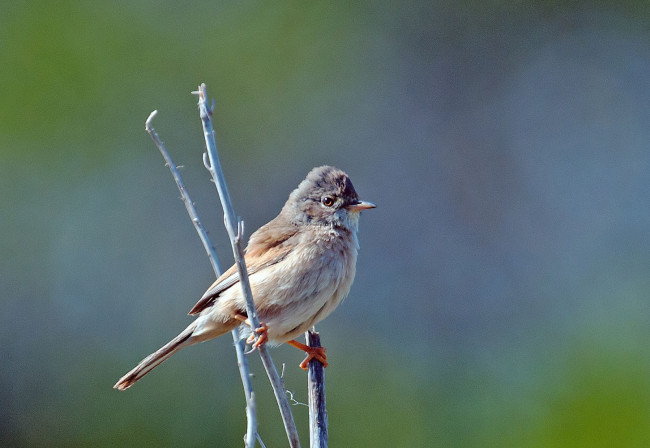 Обои картинки фото животные, воробьи, воробей