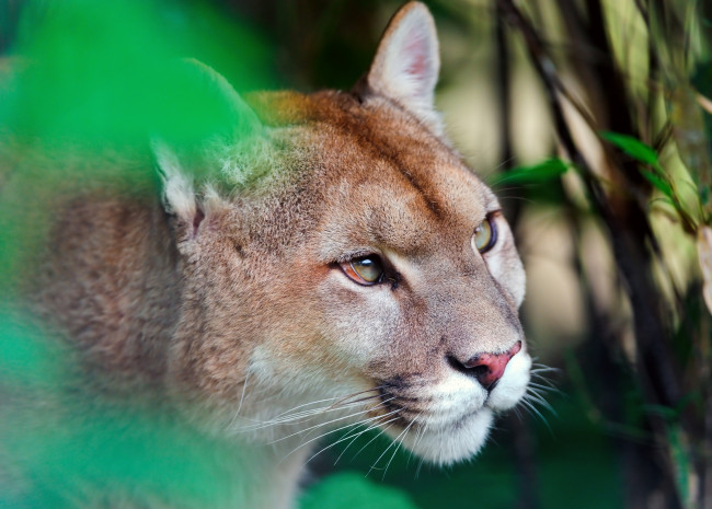 Обои картинки фото животные, пумы, морда, горный, лев, хищник