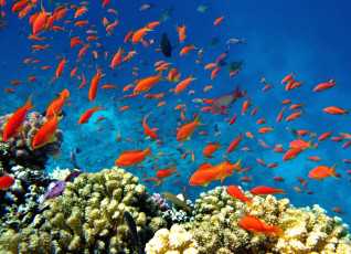 Картинка животные рыбы тропики