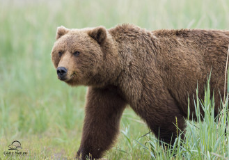 Картинка животные медведи бурый