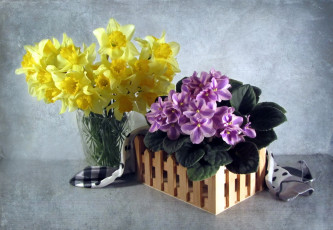 Картинка цветы разные вместе фиалки нарциссы