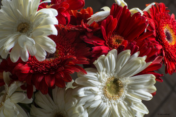 Картинка цветы герберы букет