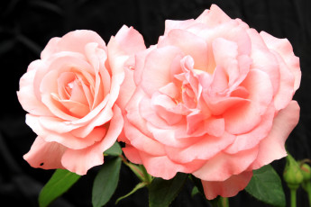 Картинка цветы розы дуэт