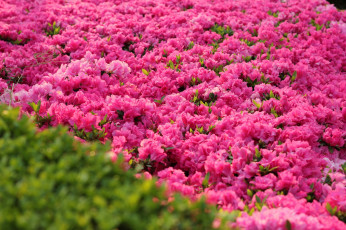 Картинка цветы рододендроны азалии много