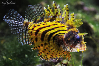 Картинка животные рыбы пестрая