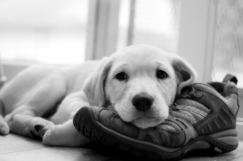 Картинка животные собаки щенок