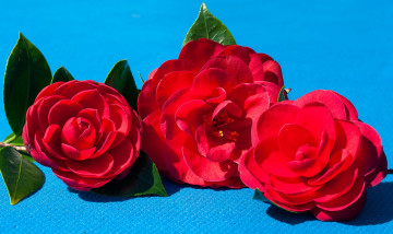 Картинка цветы камелии красный трио