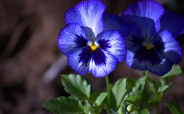 Картинка цветы анютины глазки садовые фиалки синий