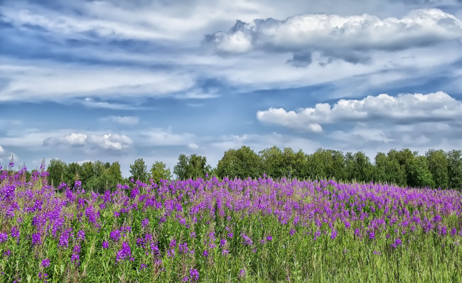 Обои картинки фото природа, луга, цветы