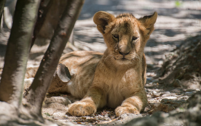Обои картинки фото животные, львы, львёнок, детёныш