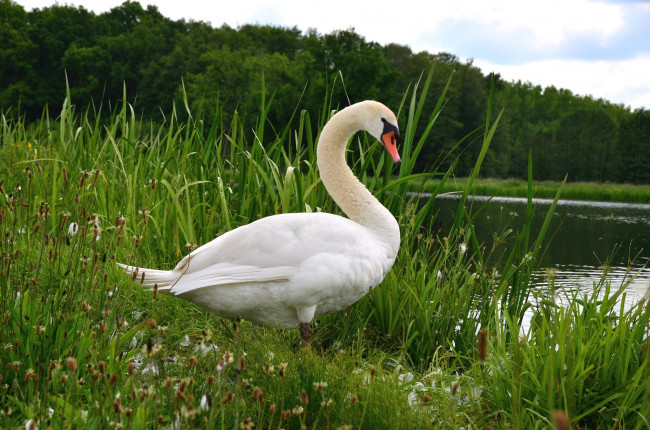 Обои картинки фото животные, лебеди, шипун, озеро