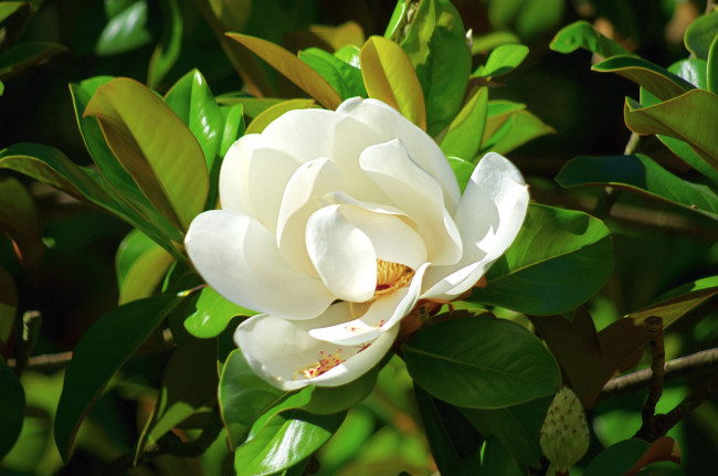 Обои картинки фото цветы, магнолии, белый