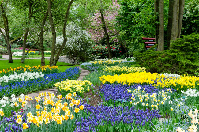 Обои картинки фото природа, парк, гиацинты, нарциссы