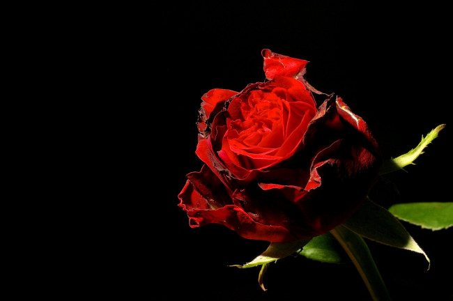 Обои картинки фото цветы, розы, красный