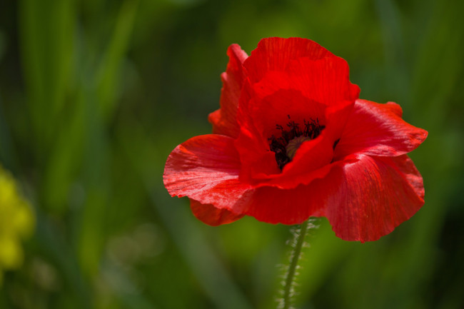 Обои картинки фото цветы, маки, красный