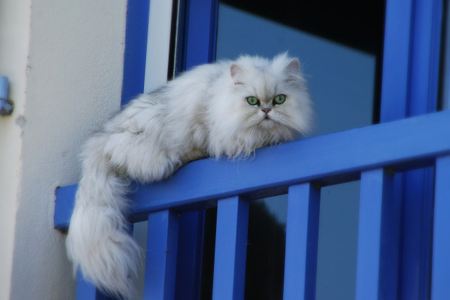 Обои картинки фото животные, коты, взгляд, котэ, пушистый, окно