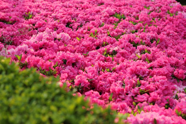 Обои картинки фото цветы, рододендроны, азалии, много