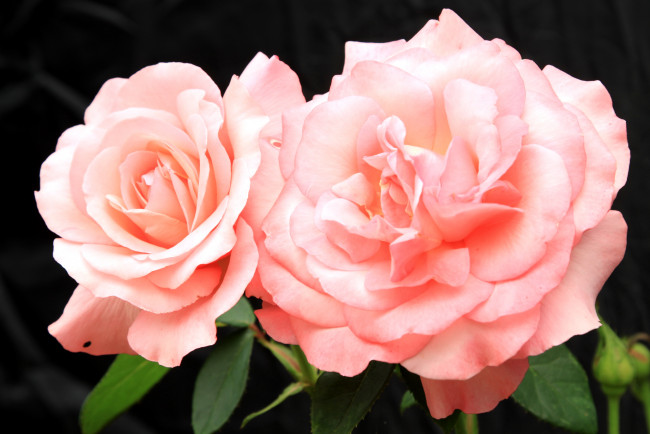 Обои картинки фото цветы, розы, дуэт