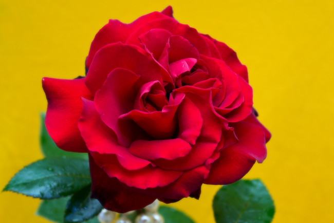 Обои картинки фото цветы, розы, красный