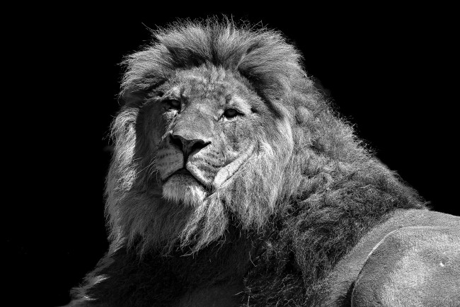Обои картинки фото животные, львы, царь