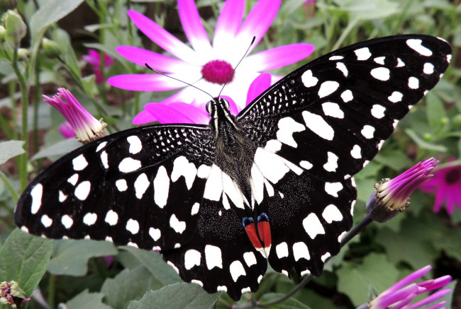 Обои картинки фото животные, бабочки, пестрый