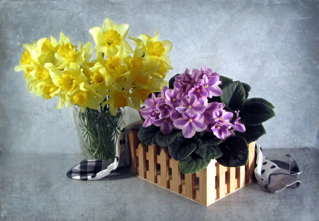 Обои картинки фото цветы, разные, вместе, фиалки, нарциссы