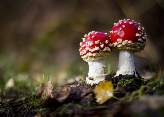 Картинка природа грибы +мухомор травка мухоморы листики