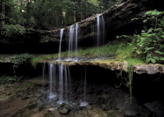 Картинка природа водопады вода лес деревья растения потоки