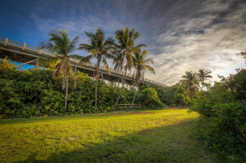 Картинка природа дороги эстакада кустарник пальмы