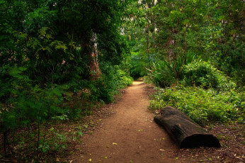 Картинка природа дороги тропинка лес