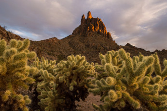 Картинка природа горы кактусы скала