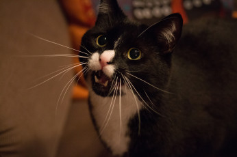 Картинка животные коты фон чёрно-белая киса