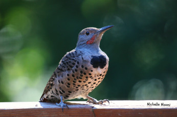Картинка животные птицы пятна клюв пёрышки птица