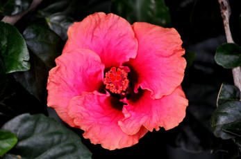 Картинка цветы гибискусы лепестки листики гибискус тычинки цветение ярко