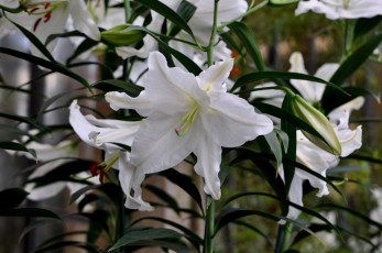 Картинка цветы лилии +лилейники лепестки цветение