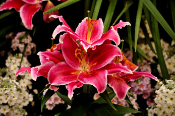 Картинка цветы лилии +лилейники лепестки цветение