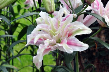 Картинка цветы лилии +лилейники petals bloom lily лепестки цветение