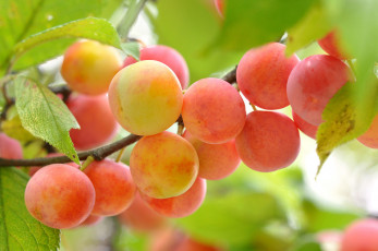 Картинка природа плоды ветка сливы
