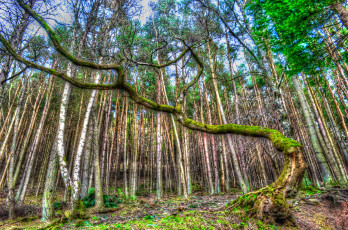 Картинка природа лес стволы