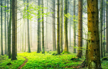 Картинка природа лес швейцария весна