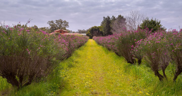 Картинка природа дороги цветение деревья дорожка трава