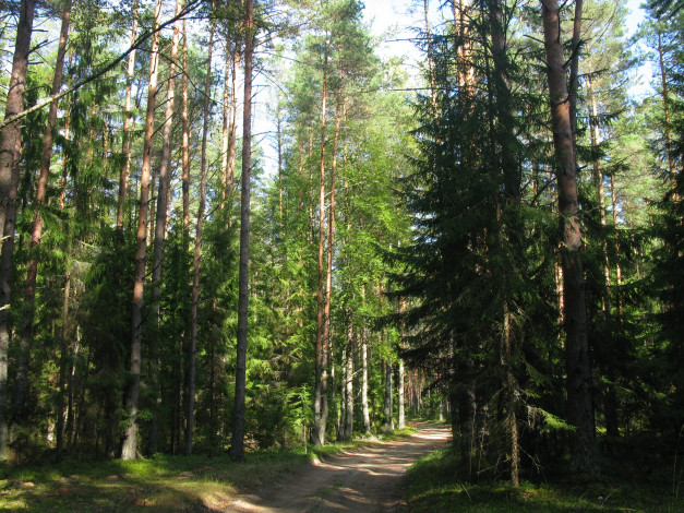 Обои картинки фото природа, дороги, дорога, лес, осень