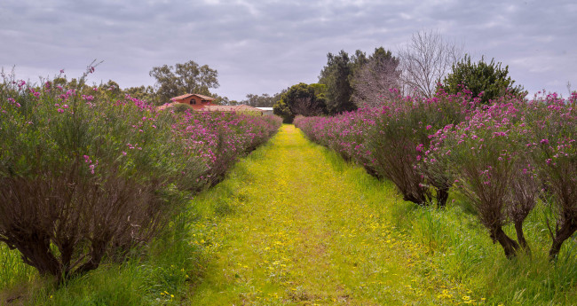 Обои картинки фото природа, дороги, цветение, деревья, дорожка, трава