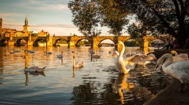 Обои картинки фото животные, лебеди, набережная, река, вечер, закат