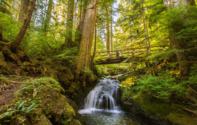 Обои картинки фото природа, реки, озера, мост, река, лес