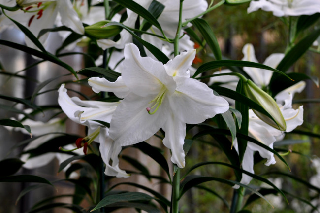 Обои картинки фото цветы, лилии,  лилейники, лепестки, цветение