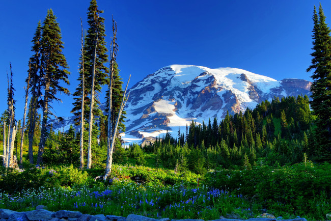 Обои картинки фото mount rainier national park  сша, природа, горы, mount, rainier, park, сша, ели, цветы