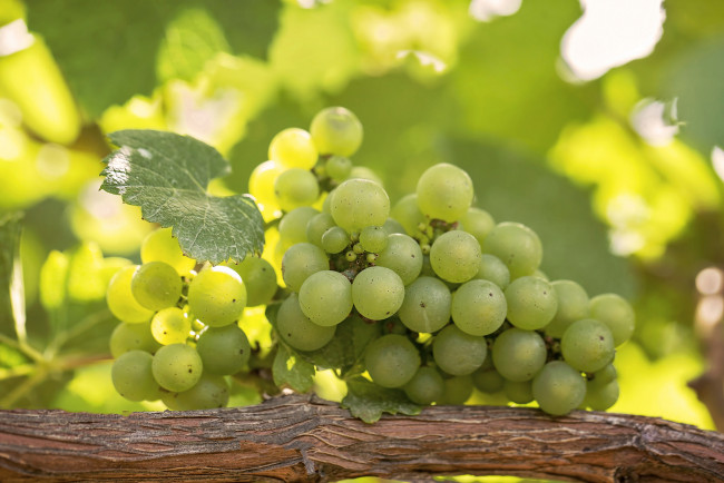 Обои картинки фото природа, плоды, гроздь, белый, виноград, виноградник, ветка