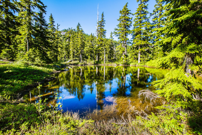 Обои картинки фото природа, реки, озера, озеро, лес